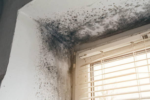 Affordable Attic Mold Remediation solutions in Berkeley, IL