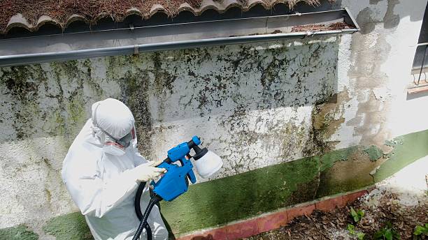 Top rated local Attic Mold Remediation specialists in Berkeley, IL